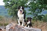 BERGER AUSTRALIEN - ADULT & PUPPY 123